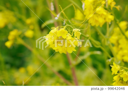 天空の菜の花畑　高知県　有瀬の棚田 99642046