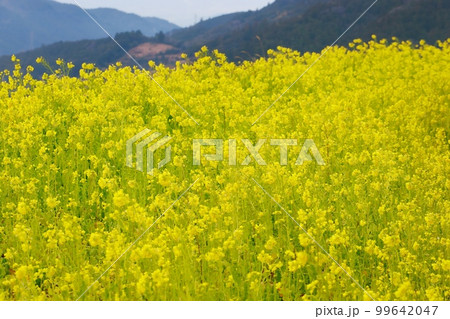 天空の菜の花畑 高知県 有瀬の棚田 天空の菜の花畑 高知県 有瀬の棚田 99642047