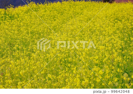 天空の菜の花畑　高知県　有瀬の棚田 99642048