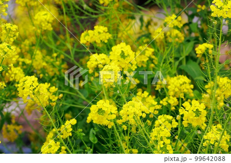 天空の菜の花畑 高知県 有瀬の棚田 天空の菜の花畑 高知県 有瀬の棚田 99642088