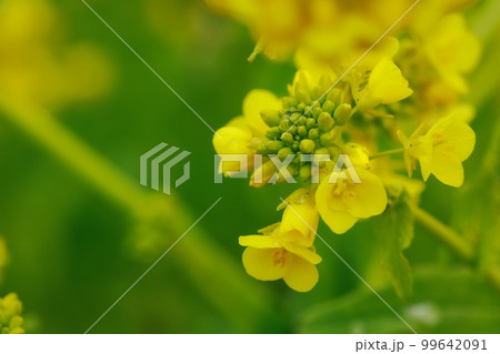 天空の菜の花畑 高知県 有瀬の棚田 天空の菜の花畑 高知県 有瀬の棚田 99642091