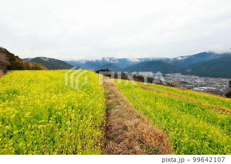 天空の菜の花畑　高知県　有瀬の棚田 99642107