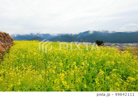 天空の菜の花畑 高知県 有瀬の棚田 天空の菜の花畑 高知県 有瀬の棚田 99642111