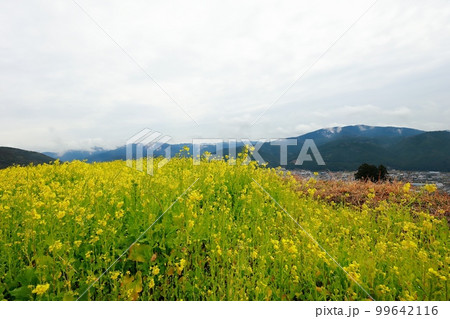 天空の菜の花畑　高知県　有瀬の棚田 99642116