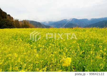 天空の菜の花畑　高知県　有瀬の棚田 99642122