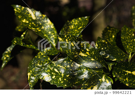 越前竹人形の里 越前竹人形の里 99642221