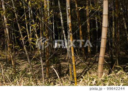 越前竹人形の里 越前竹人形の里 99642244