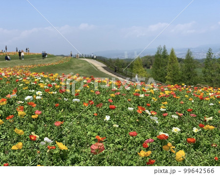 心弾むカラフルな花畑 99642566