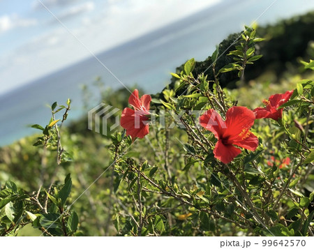 南国リゾートに咲くハイビスカス 99642570