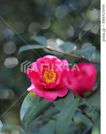 山茶花 山茶花 99642649