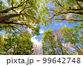 新緑と青空 99642748
