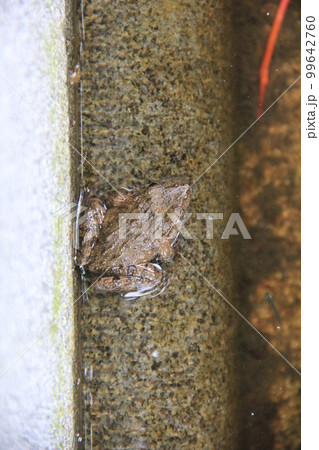 ツチガエル/半ば水に浸かっている様子 99642760