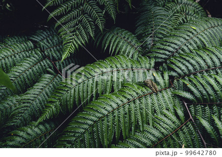 Fern Leaves,Dark green fern foliage Fern Leaves,Dark green fern foliage 99642780
