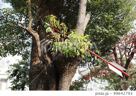 大須商店街 大須観音 愛知県名古屋市 99642793