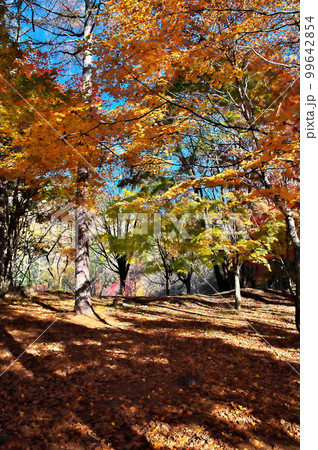 紅葉 カエデ 池 紅葉 カエデ 池 99642854