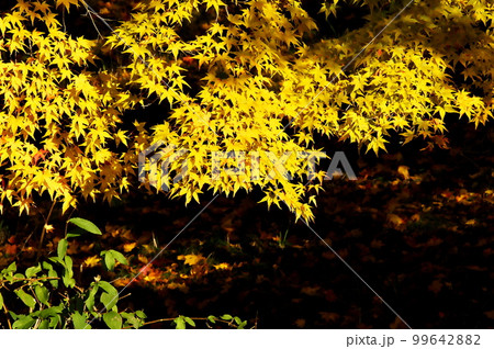 紅葉 カエデ 池 紅葉 カエデ 池 99642882