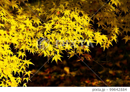 紅葉 カエデ 池 紅葉 カエデ 池 99642884