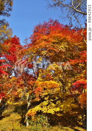 紅葉　カエデ　池 99642915