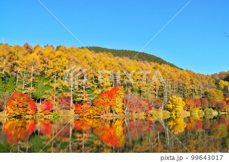 紅葉 カエデ 池 紅葉 カエデ 池 99643017