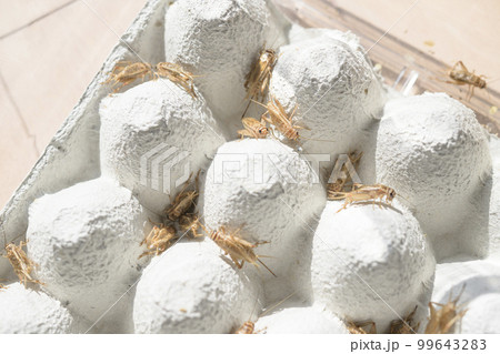 食用コオロギの飼育イメージ 食用コオロギの飼育イメージ 99643283