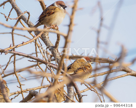 冬の桜の枝に集まるスズメの子供達 99644318