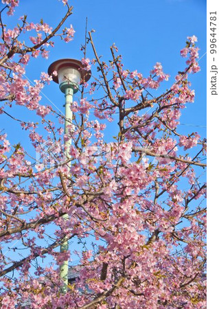 街灯と桜 99644781