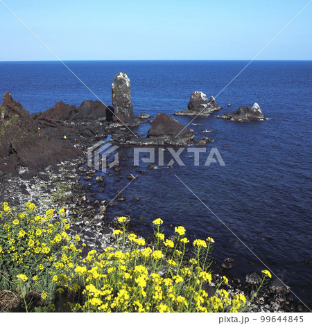 菜の花 済州 済州島 99644845