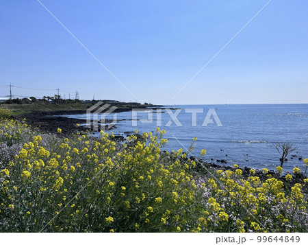 菜の花 済州 済州島 99644849