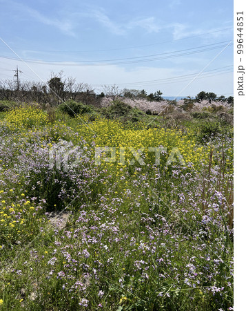 菜の花 済州 済州島 99644851