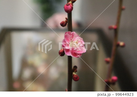 お雛様バックのいい香りがする桃の花 99644923