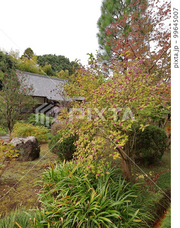 正覚寺の紫式部 99645007