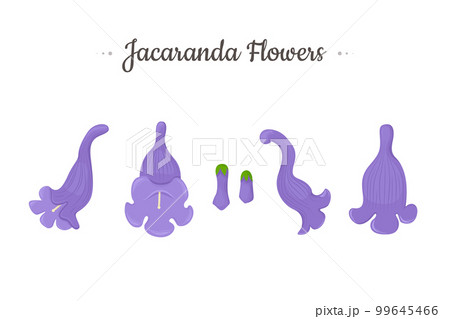 Jacaranda Mimosifolia tree. Purple Flowers and buds set. 99645466