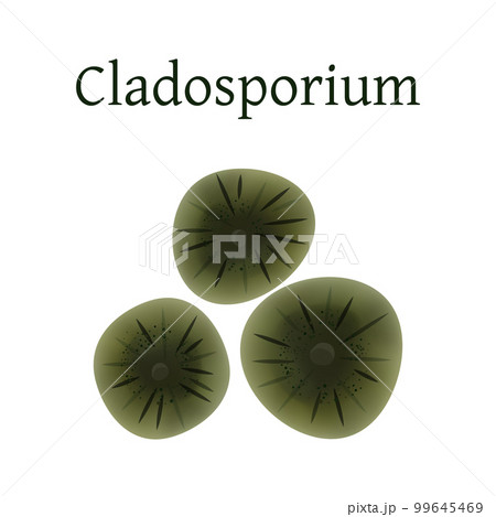 Cladosporium mold vector illustration isolated on white background. Cladosporium mold vector illustration isolated on white background. 99645469