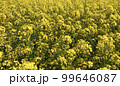満開の菜の花 99646087