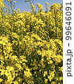 きれいな菜の花 99646091