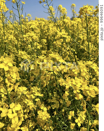 きれいな菜の花 99646091