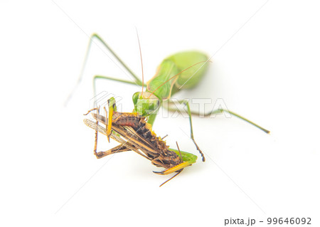 praying mantis eats a grasshopper close-up on a white background. 99646092