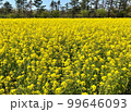 一面に咲く菜の花 99646093