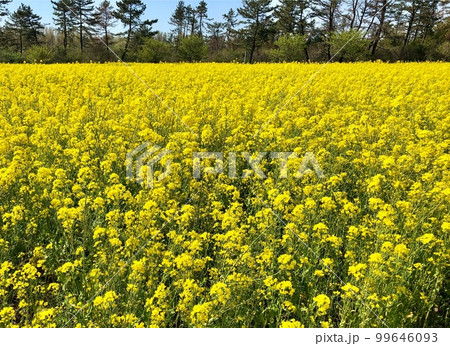 一面に咲く菜の花 一面に咲く菜の花 99646093