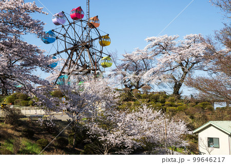 千手山公園の桜と観覧車 千手山公園の桜と観覧車 99646217