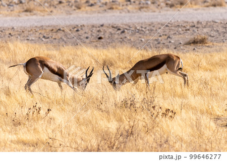 Two fighting impalas 99646277