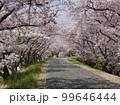 満開の桜並木 99646444