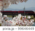 ひのとりと桜 99646449