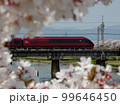 ひのとりと桜 99646450