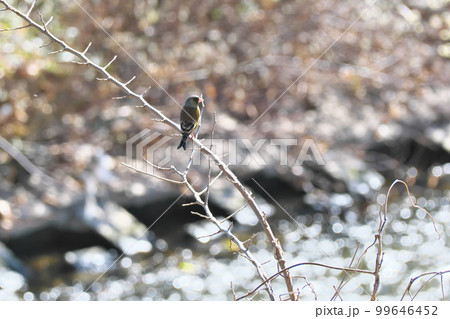 川岸の枝にとまるカワラヒワ　野鳥 99646452