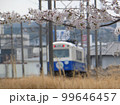 なろうブルーと桜 99646457