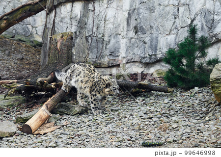 Snow Leopard resting in nature background. Panthera uncia potrait 99646998