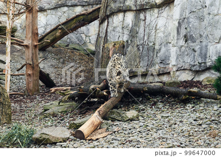 Snow Leopard resting in nature background. Panthera uncia potrait 99647000