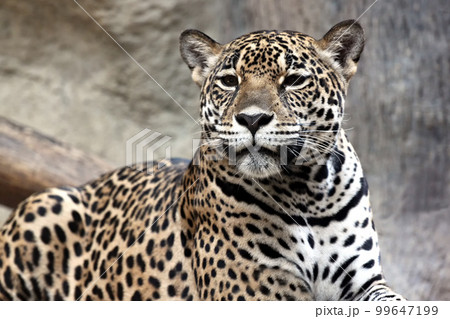 Leopard was staring at something with interest. 99647199