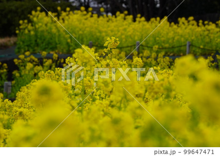 公園の花壇の中の菜の花 99647471